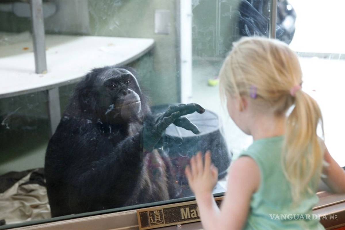 Lo que nos dicen chimpancés y bebés sobre el lenguaje humano