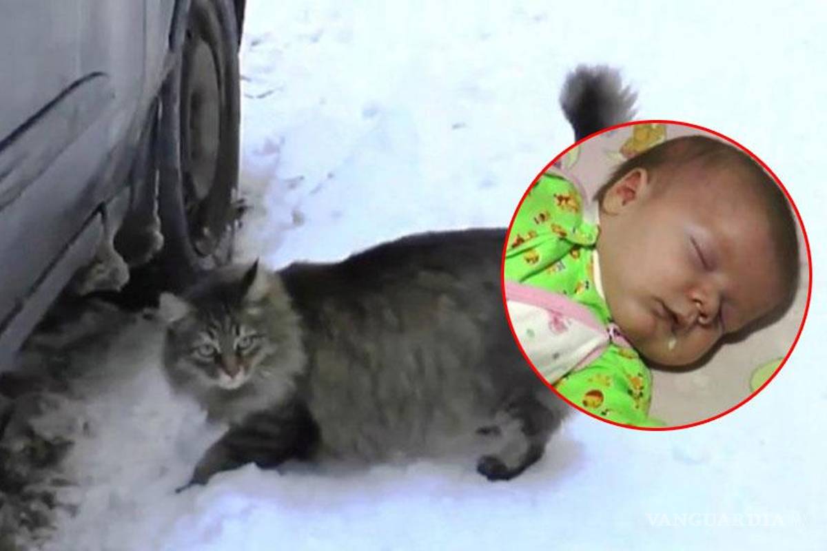 Gato callejero salvó la vida de un bebé abandonado