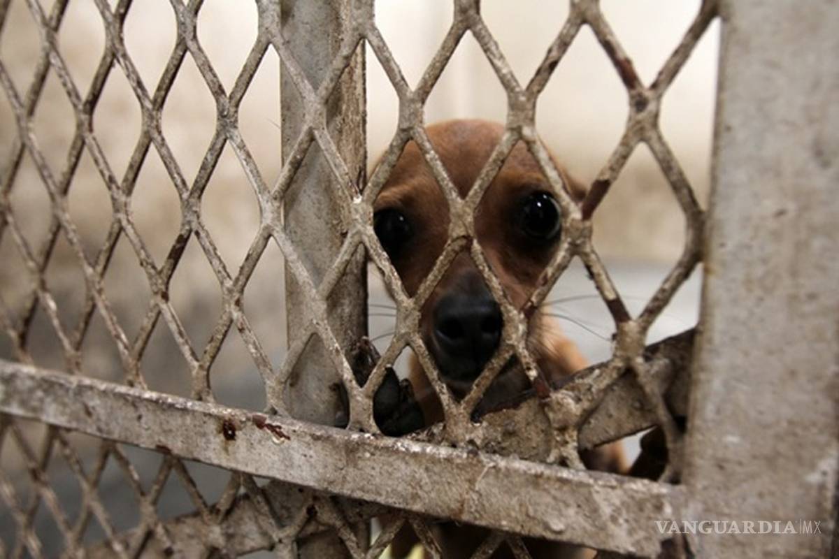 Queda prohibido en México electrocutar perros para sacrificarlos