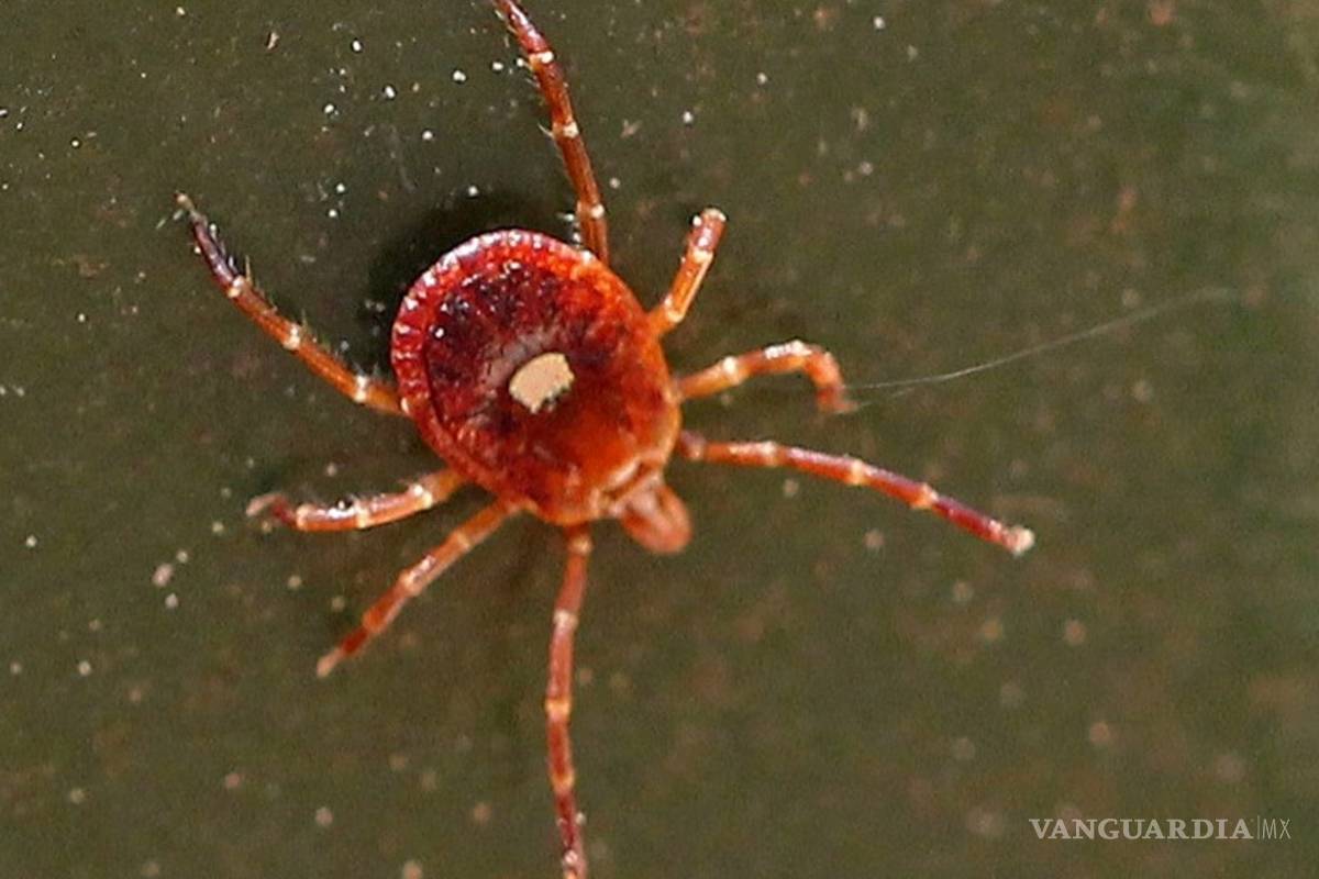 Crean medicamento anticancerígeno con saliva de garrapata