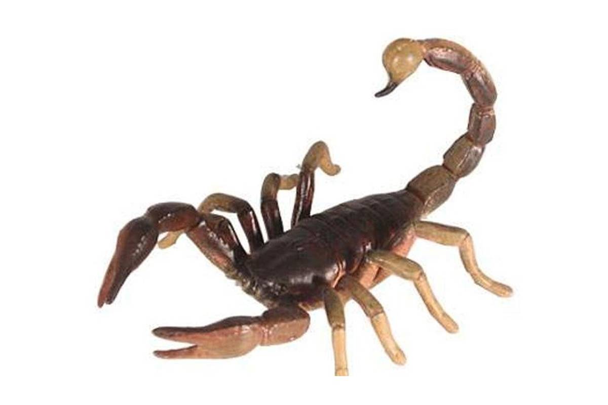 Veneno de alacrán, milagro cubano contra el cáncer