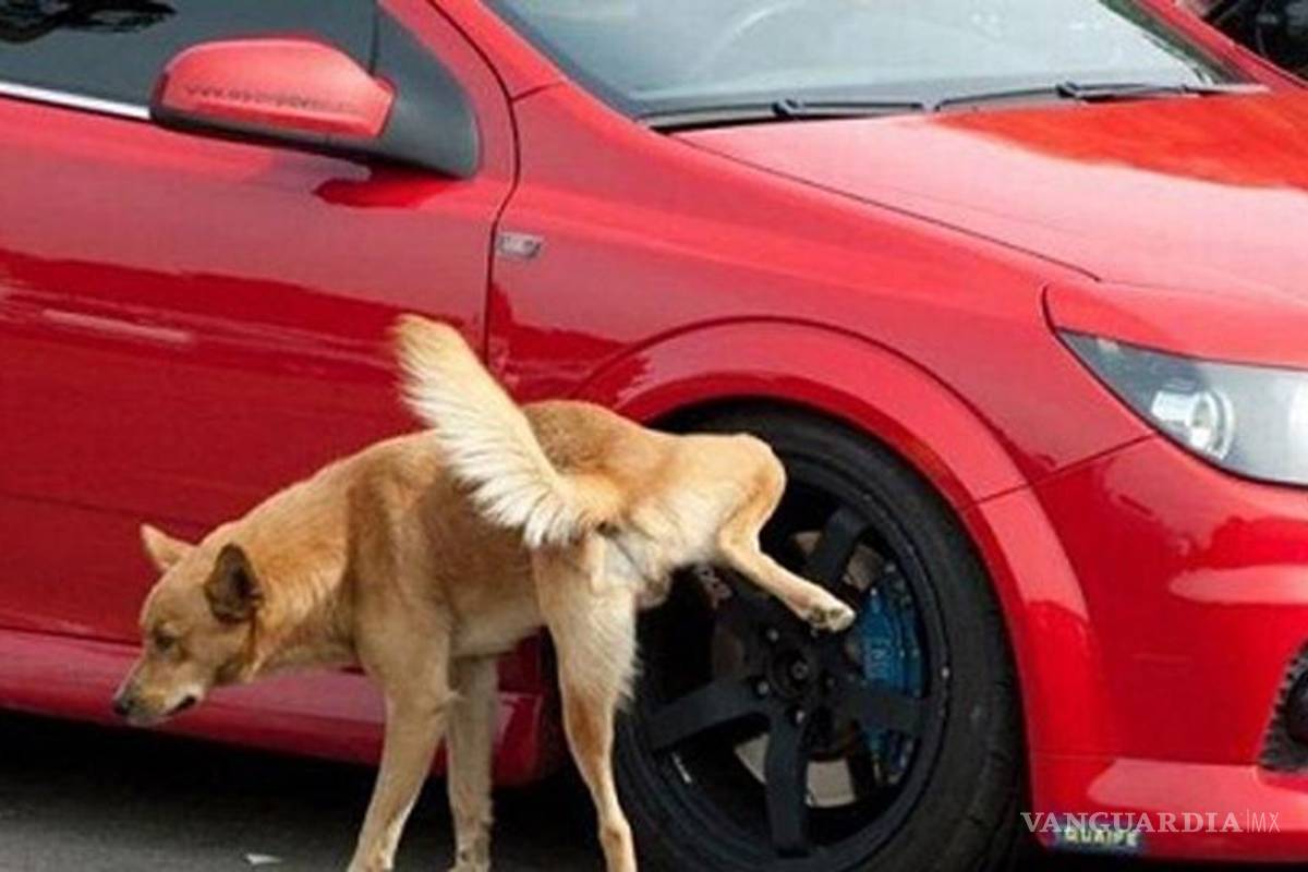 ¿Por qué los perros orinan en las llantas?