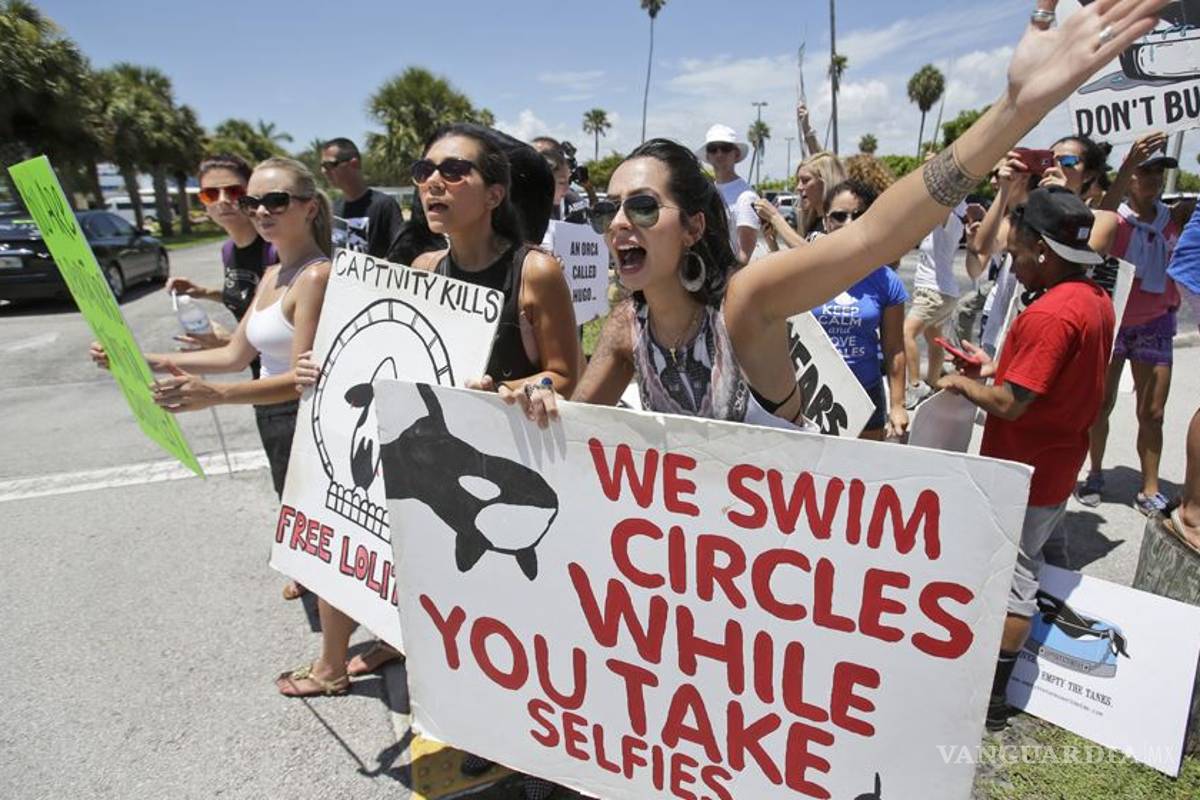 Decenas demandan liberación de orca encerrada en el Acuario de Miami