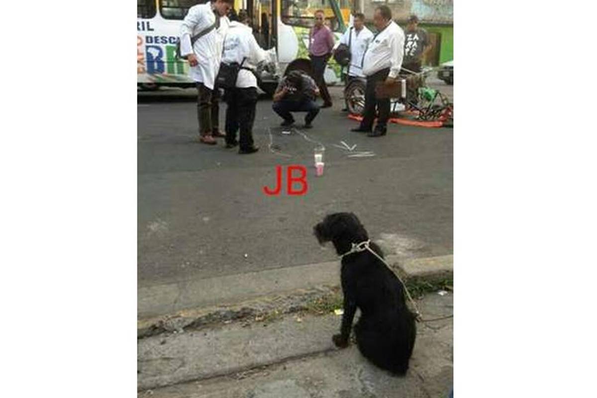 'Barbón': La historia del perro fiel hasta la muerte