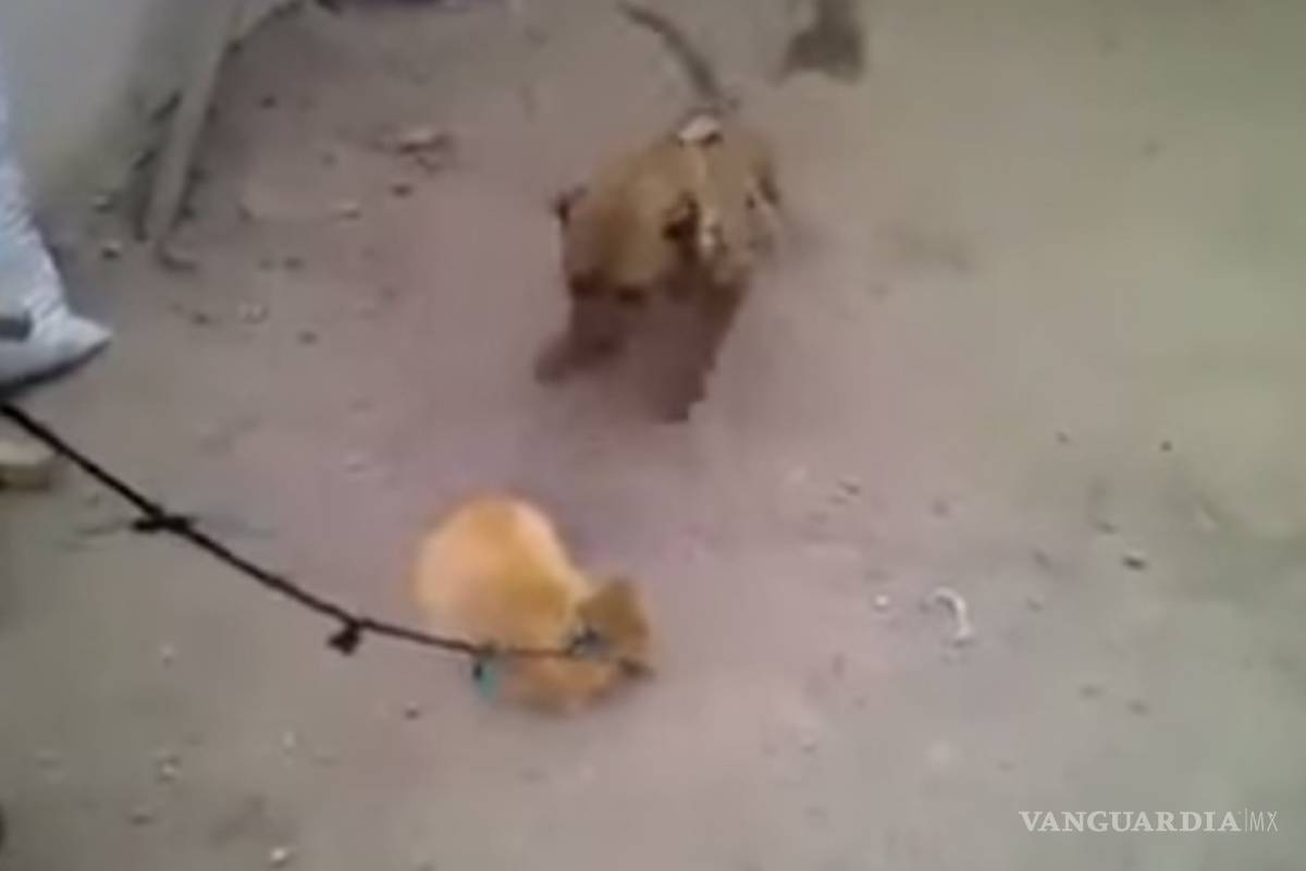 Utilizan gatos para entrenar a perros de pelea