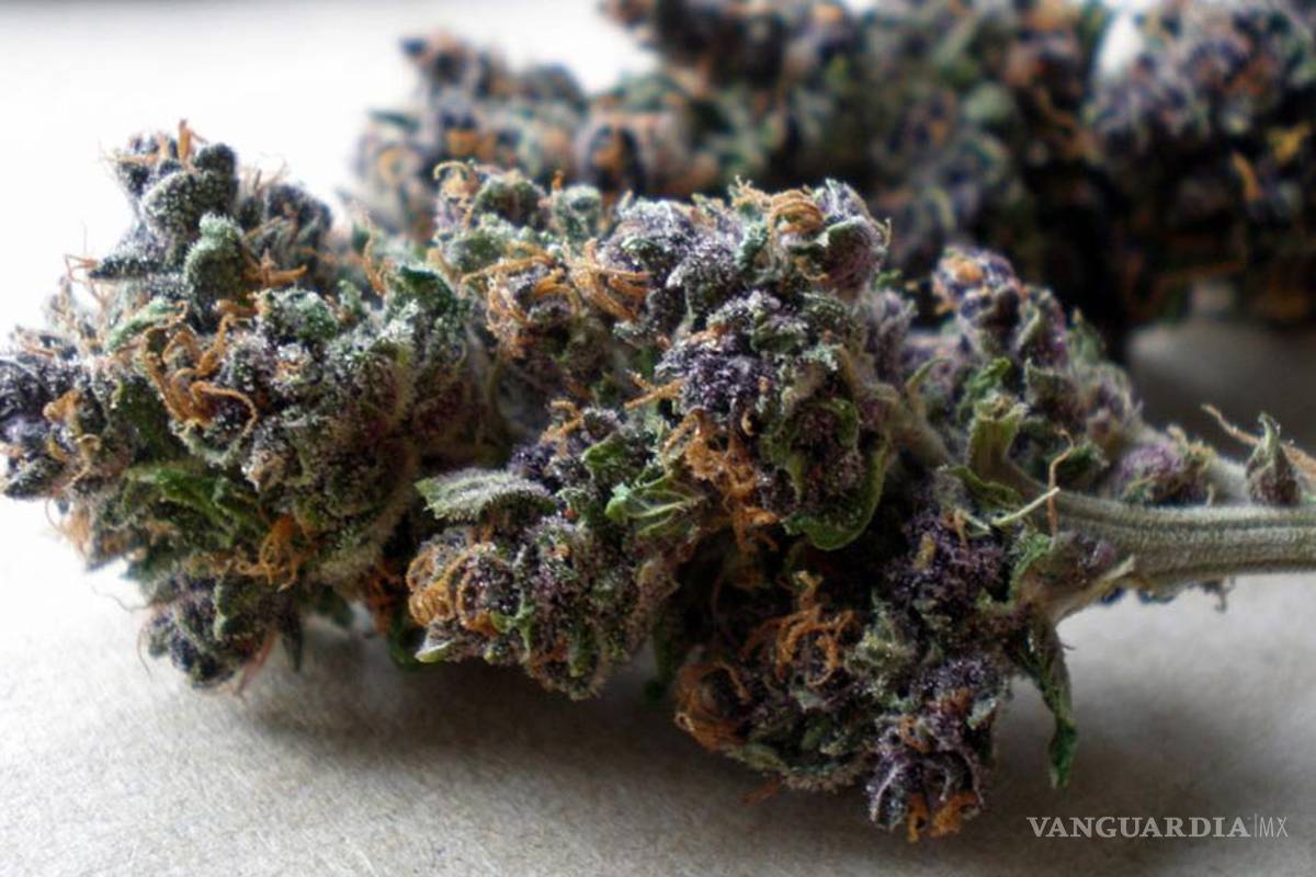 $!Las 10 variedades de 'mota' más exóticas