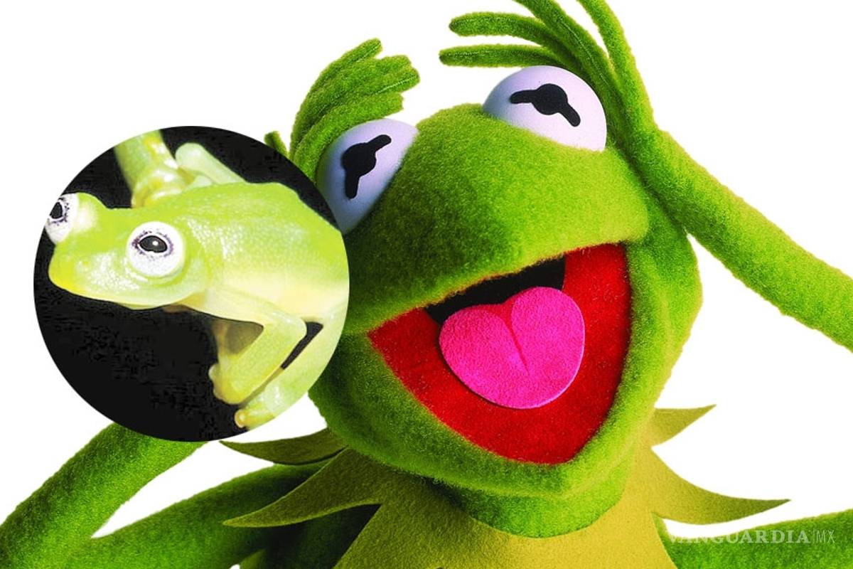 La Rana René sí existe