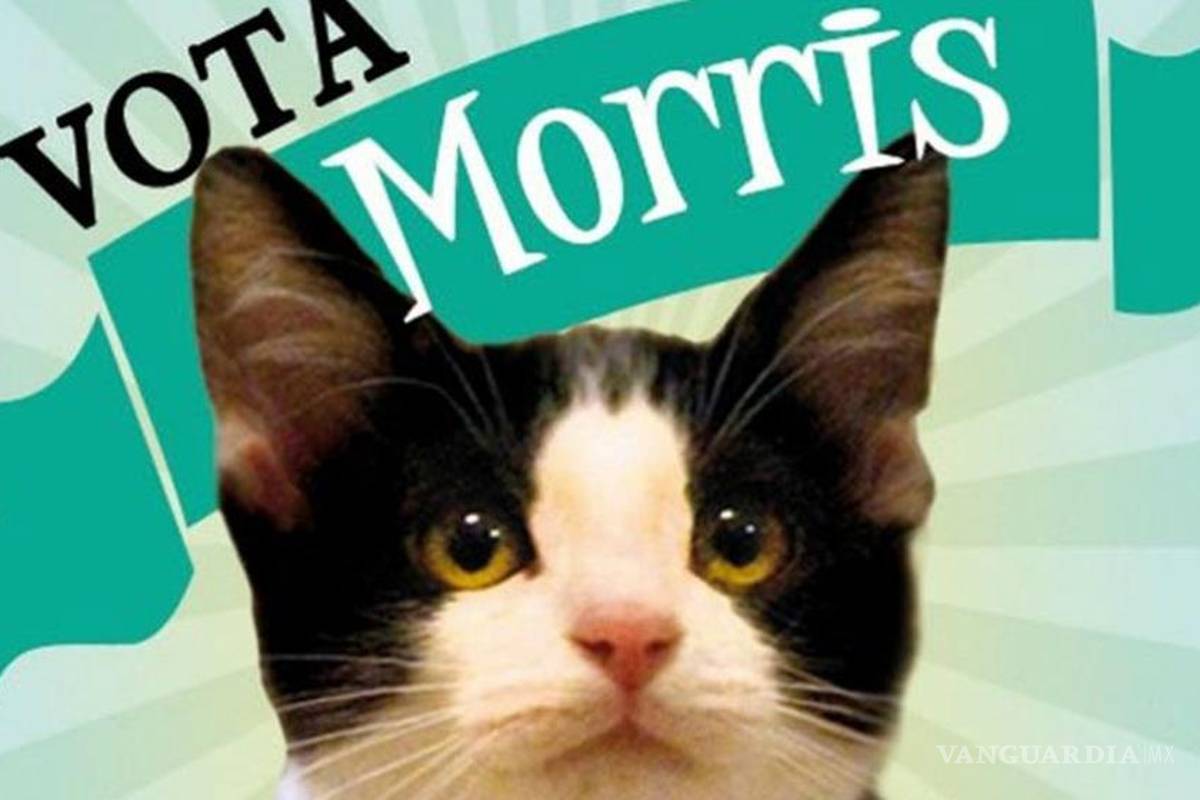 'Candigato Morris' forma parte de campaña negra: candidatos