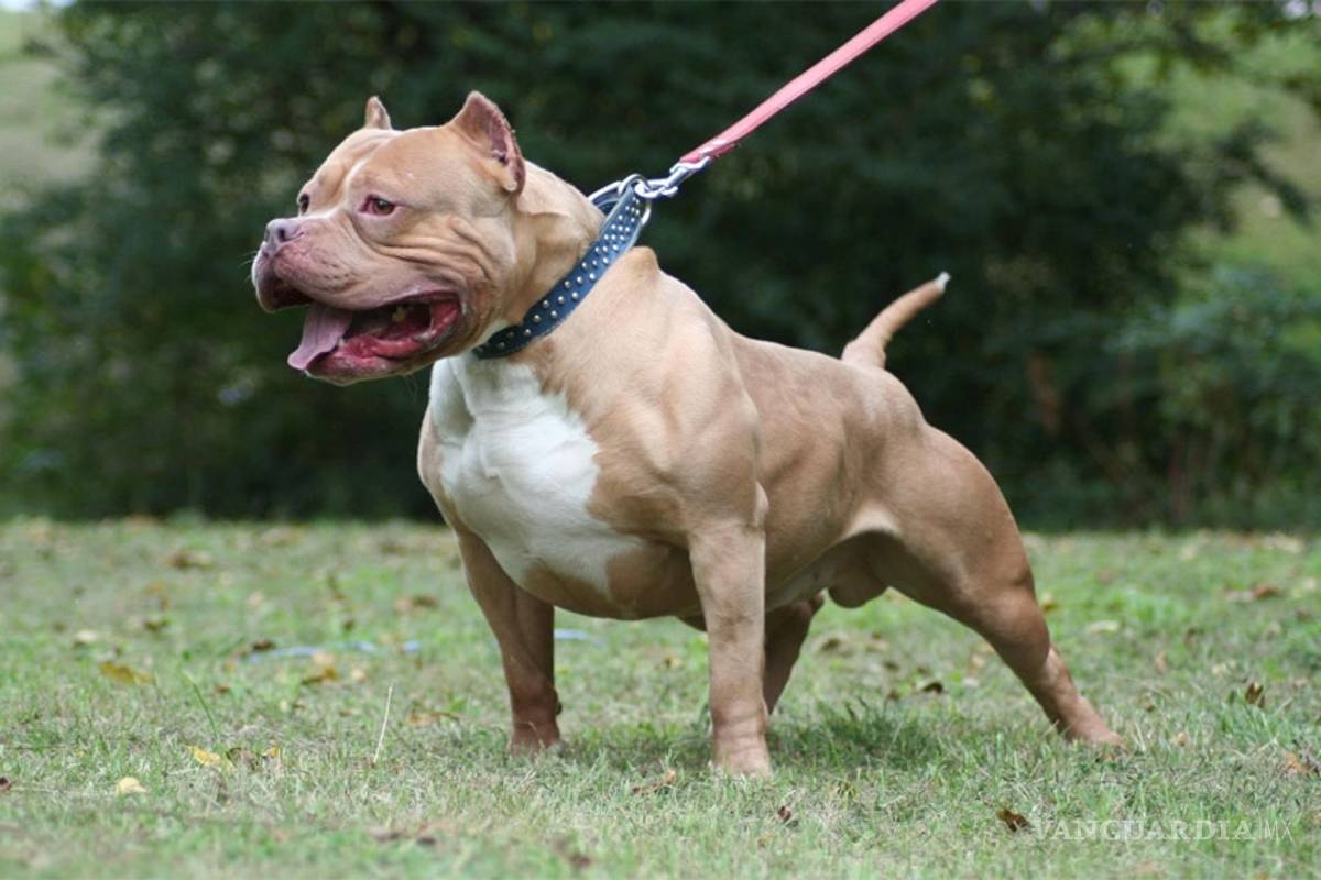 Pitbull muerde a oficial mientras su dueño huye