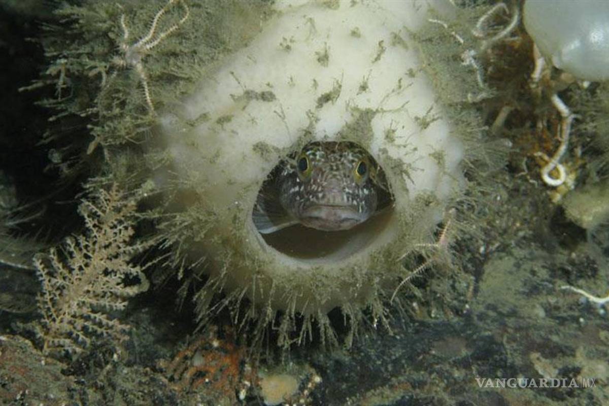 Cambio climático genera &quot;babyboom&quot; en el fondo marino del Antártico