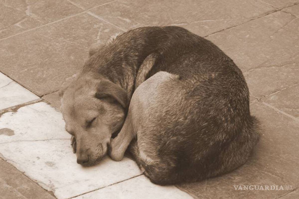 Asociación Civil de Piedras Negras pide ley contra abandono de mascotas