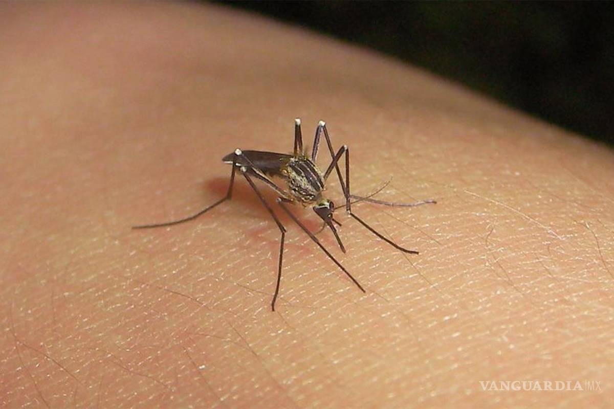 Cero casos de dengue en La Laguna de Coahuila