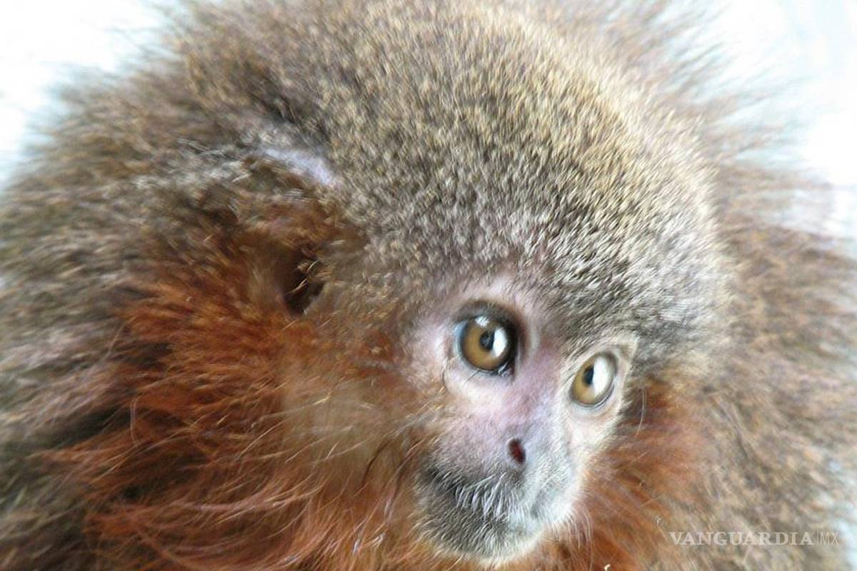 Descubren piraña vegetariana y mono que ronronea