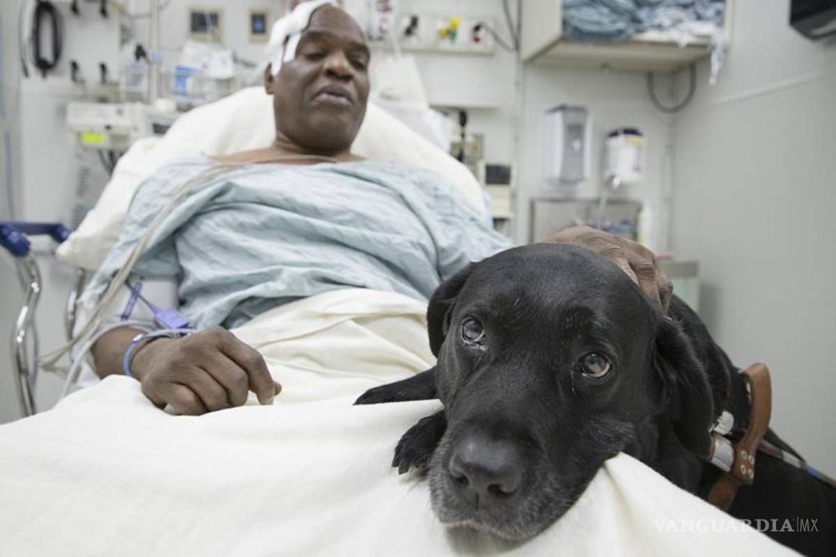 Orlando, el perro lazarillo que saltó a las vías del metro para salvar a su dueño