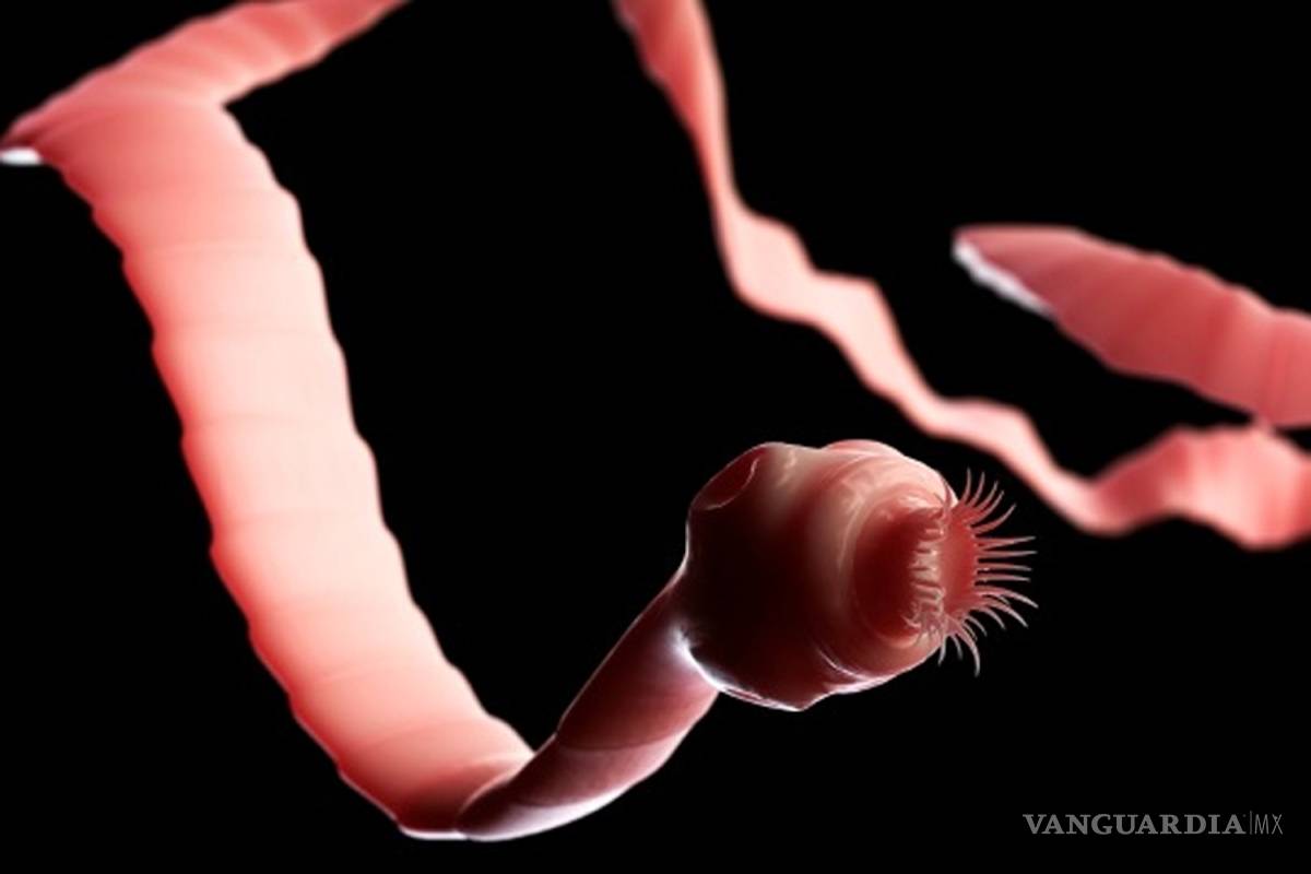 Un estudio mexicano descifra los 11.000 genes de la solitaria