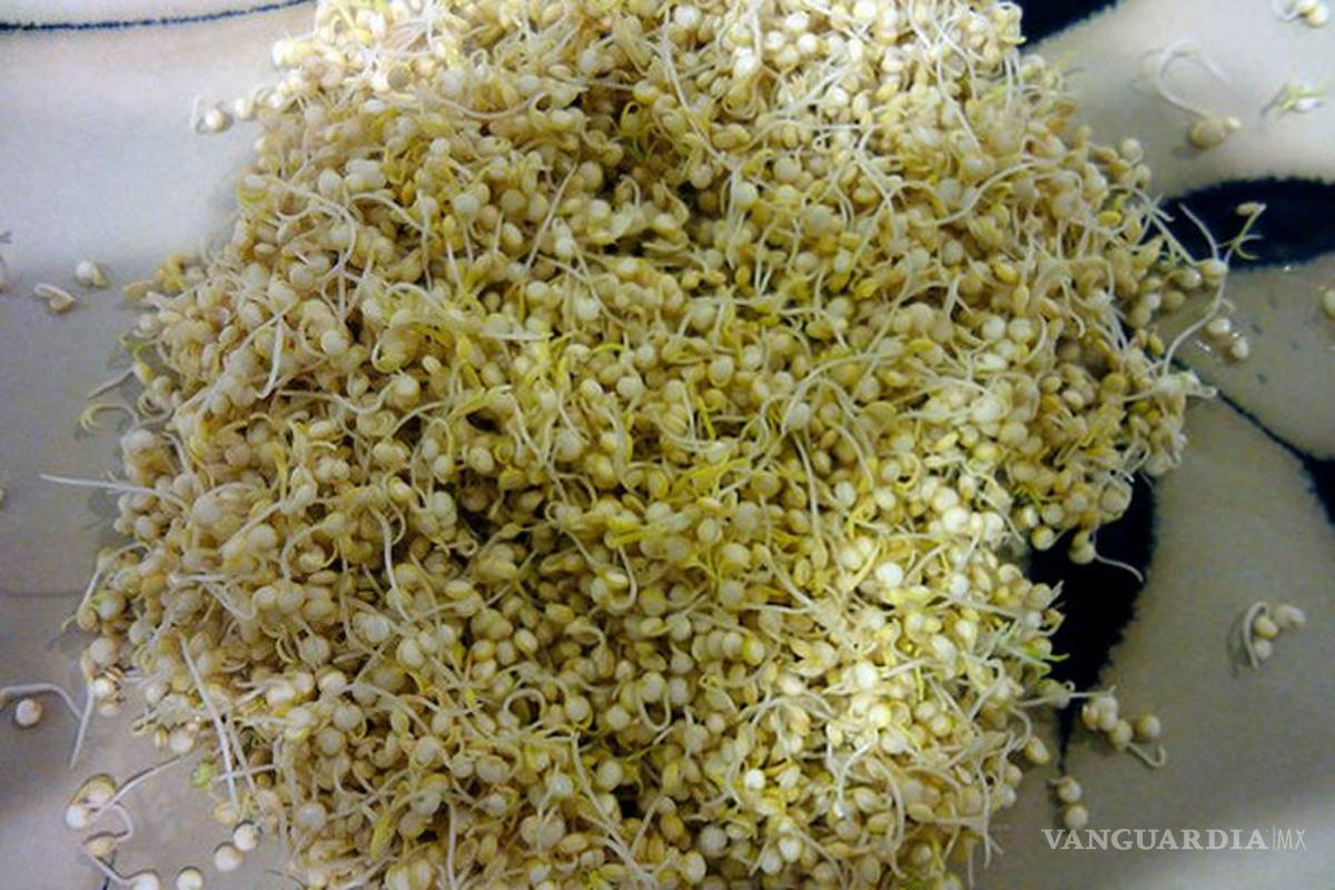 Crea investigador singular tecnología para explotar el amaranto en forma de germinado