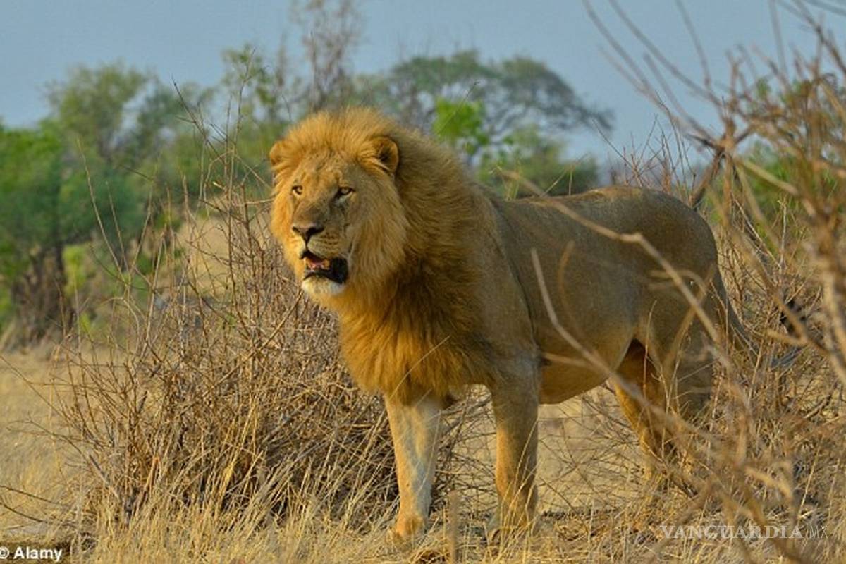 Cecil, el león mayor de África, fue cazado, desollado y decapitado
