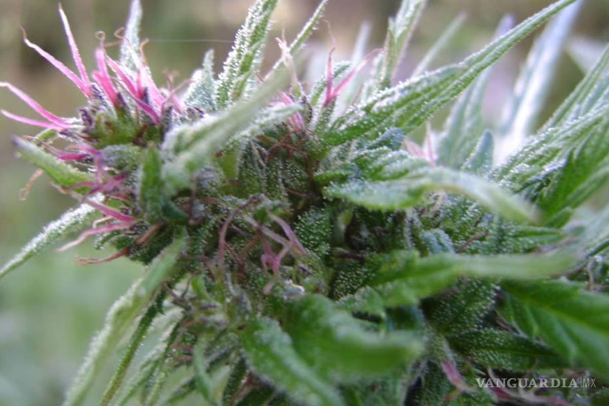 $!Las 10 variedades de 'mota' más exóticas