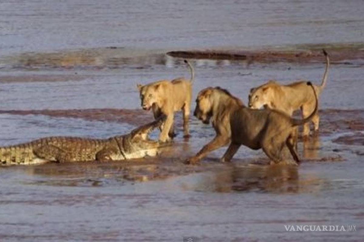 Cocodrilo y tres leones luchan a muerte por comida