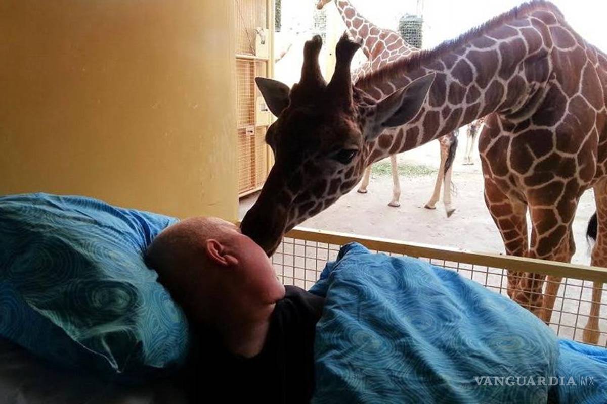 Jirafa da beso de despedida a su cuidador, enfermo con cáncer terminal