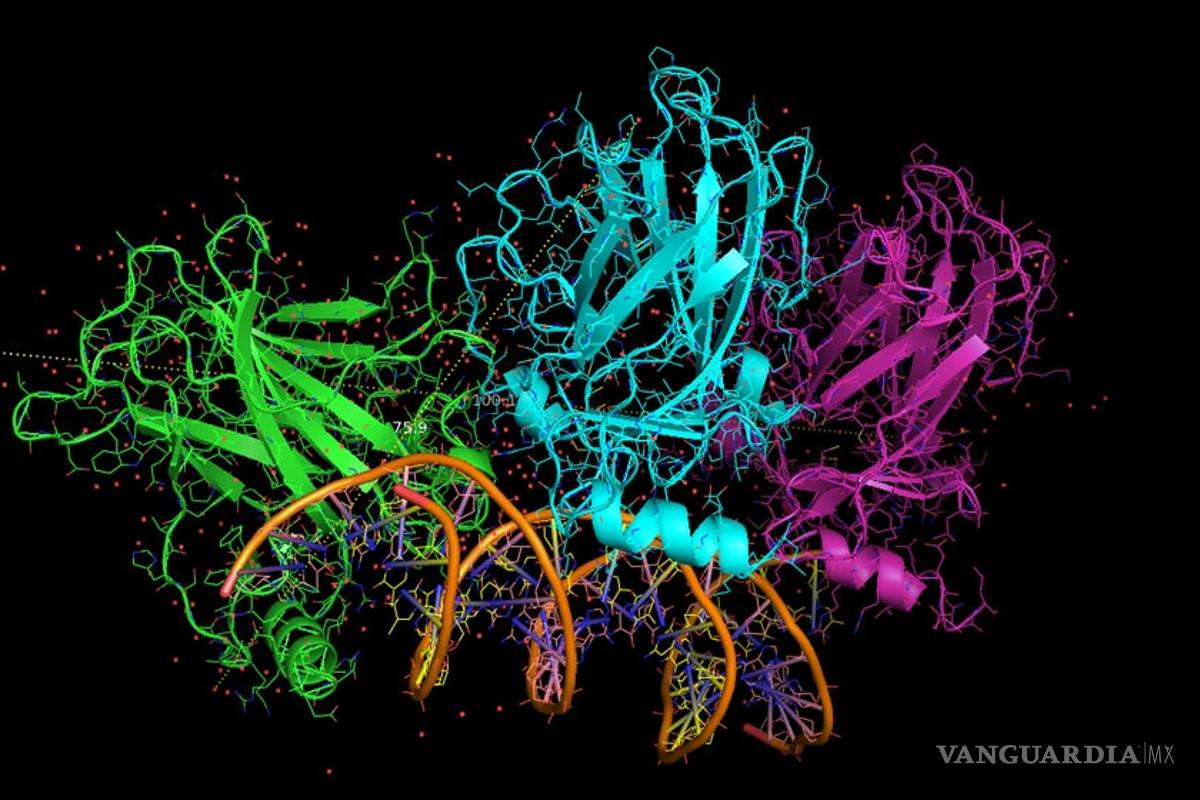 Descubren una proteína que protege contra el alzhéimer