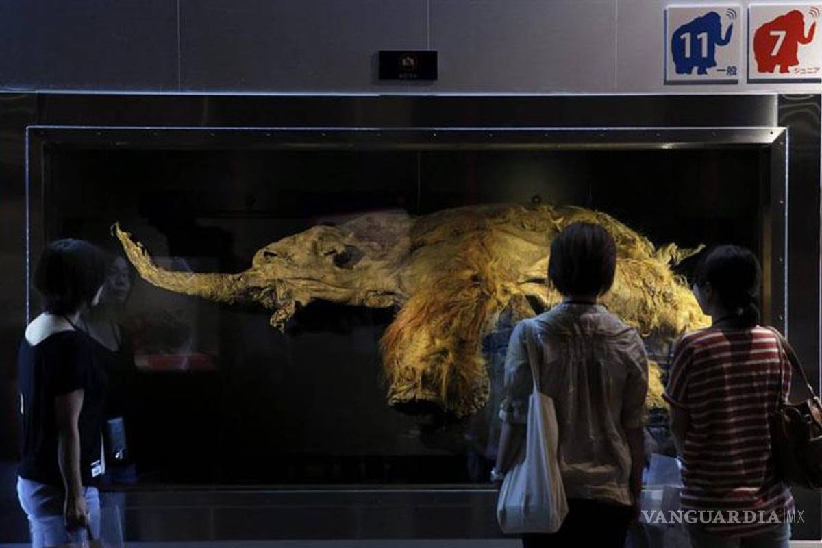Japón exhibe por primera vez al mamut &quot;Yuka&quot;, un &quot;milagro surgido del hielo&quot;