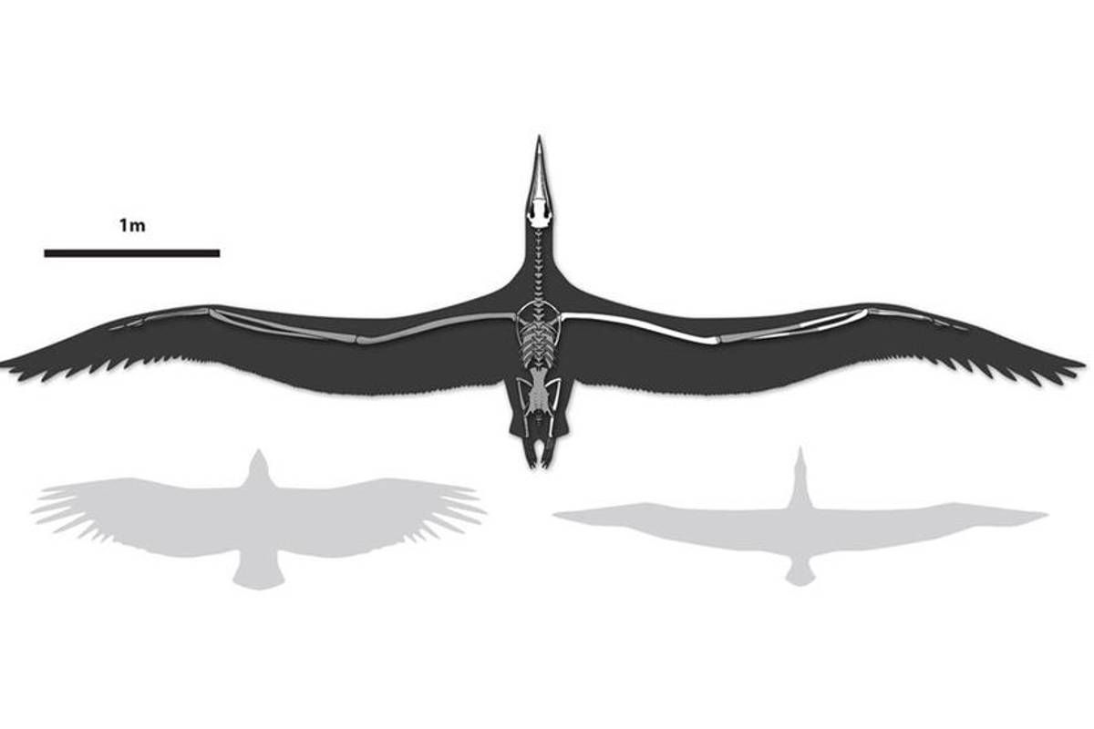 'Pelagornis sandersi': restos fósiles del ave más grande que haya existido