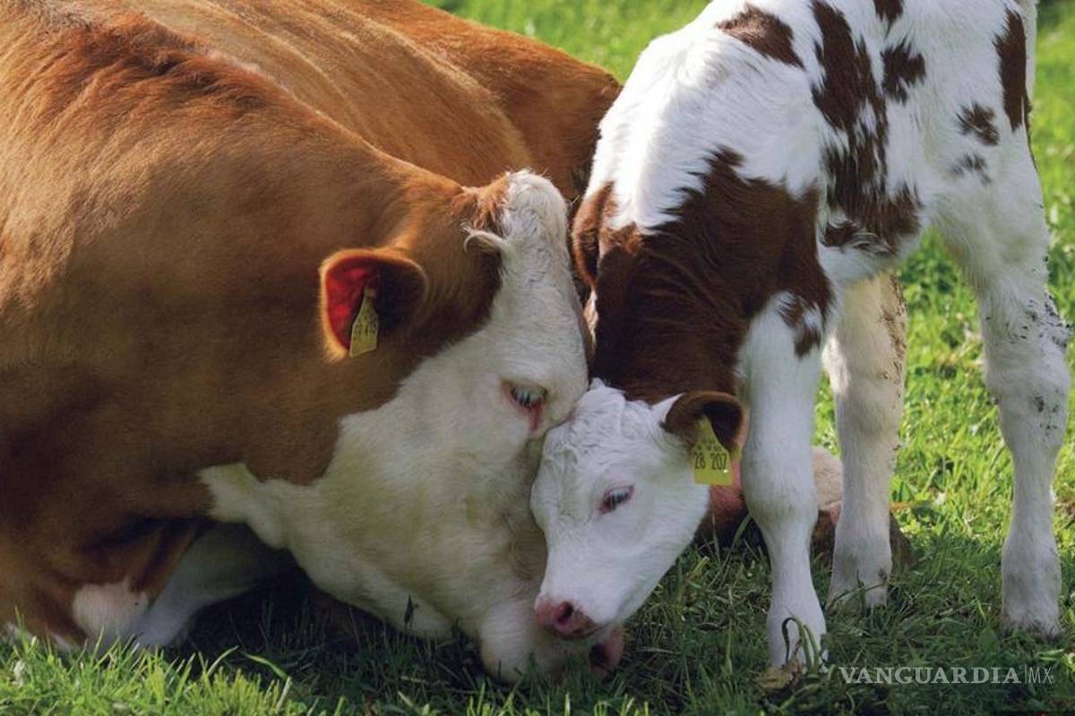 Desarrollan método que transforma estiércol en agua limpia