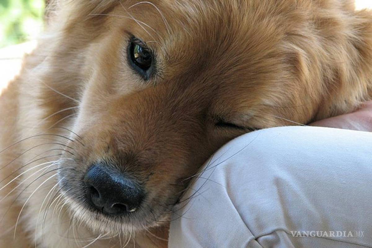 Los perros sienten nuestro dolor y nos consuelan: cientificos