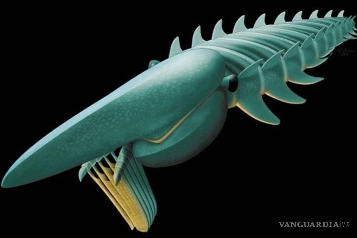 Descubren un gigantesco crustáceo prehistórico: Aegirocassis