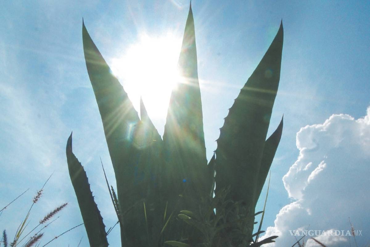 Los magueyes de Nazario