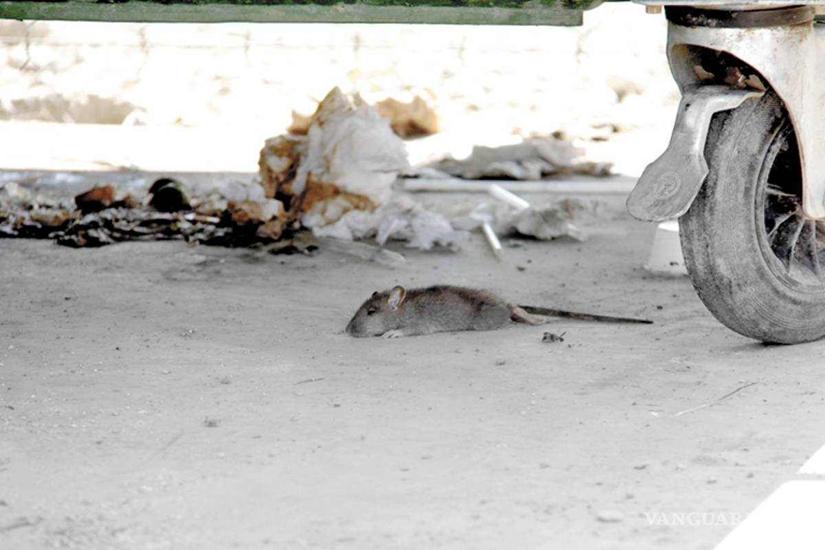 La SS descarta riesgo por plaga de ratas en Saltillo