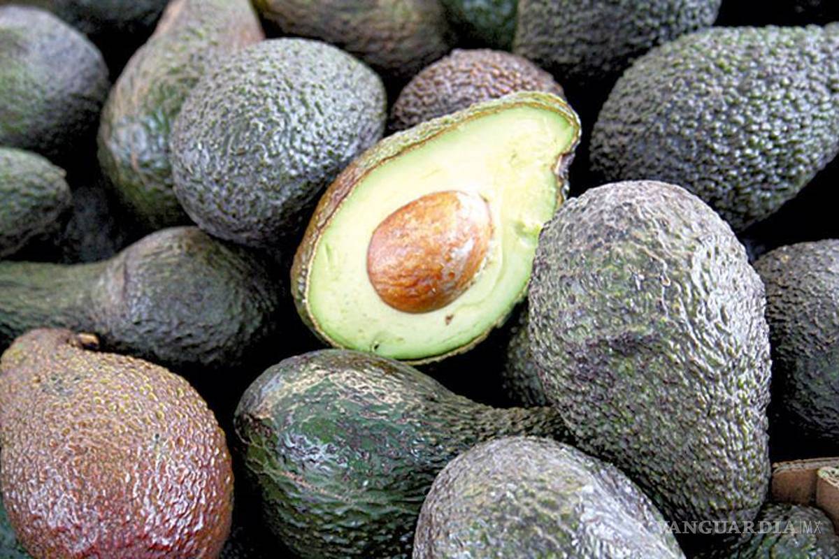 Producción de aguacate Hass mexicano se multiplicó casi 200 veces en 15 años
