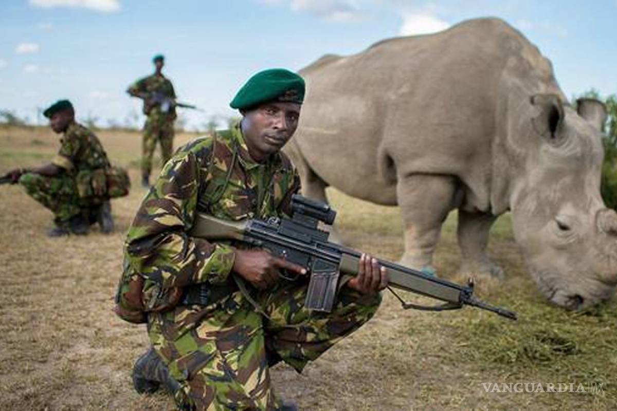El último rinoceronte blanco del mundo vive custodiado las 24 horas del día