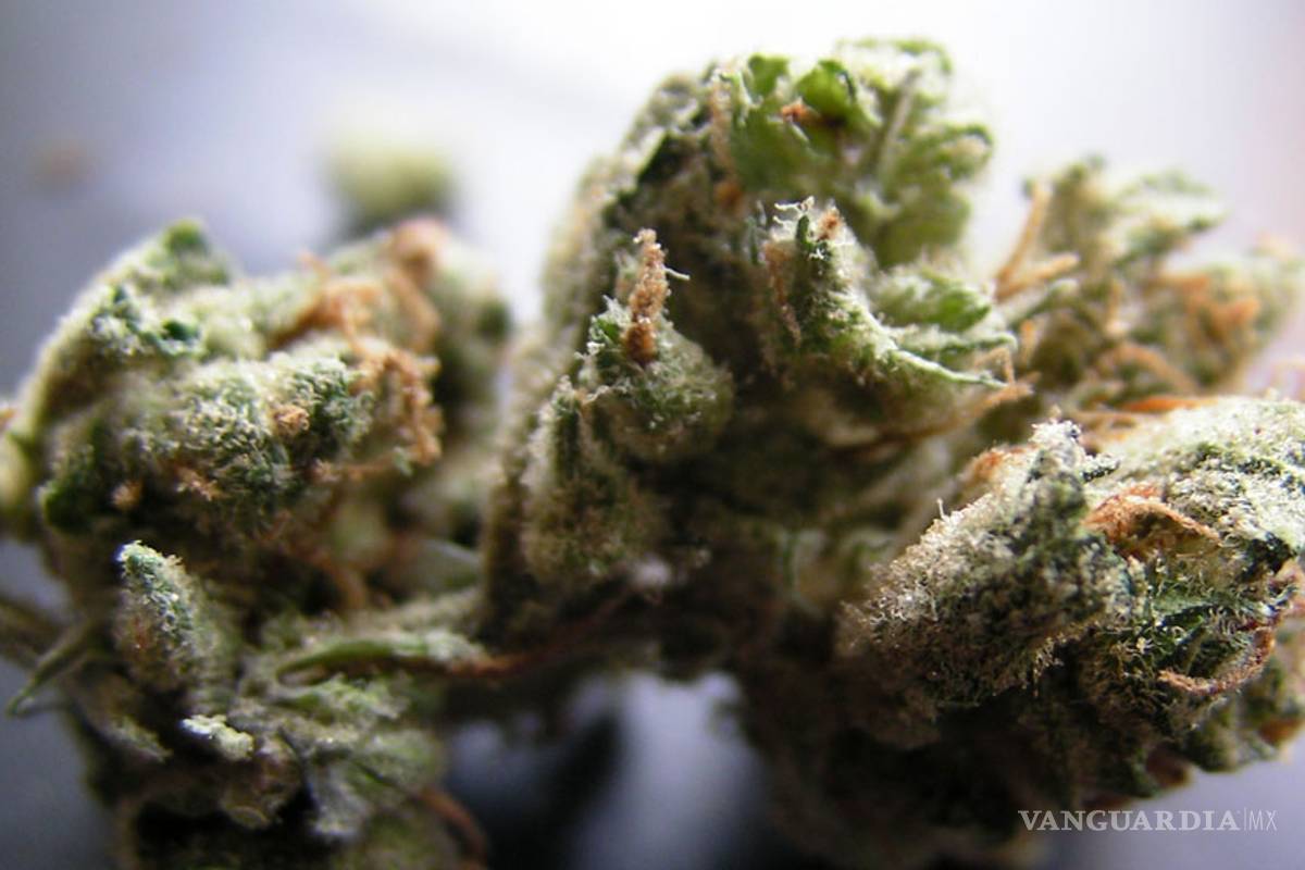 $!Las 10 variedades de 'mota' más exóticas