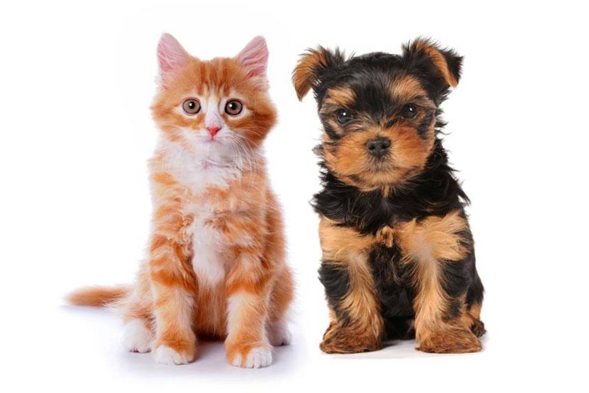 Francia otorga reconocimiento jurídico a las mascotas como seres sensibles