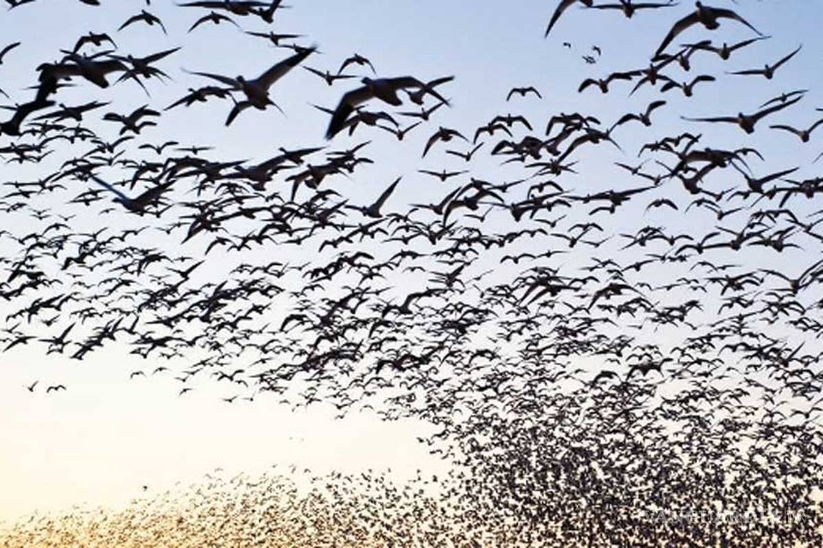 Aves en peligro de extinción mueren incineradas por planta gas natural de Repsol en Canadá