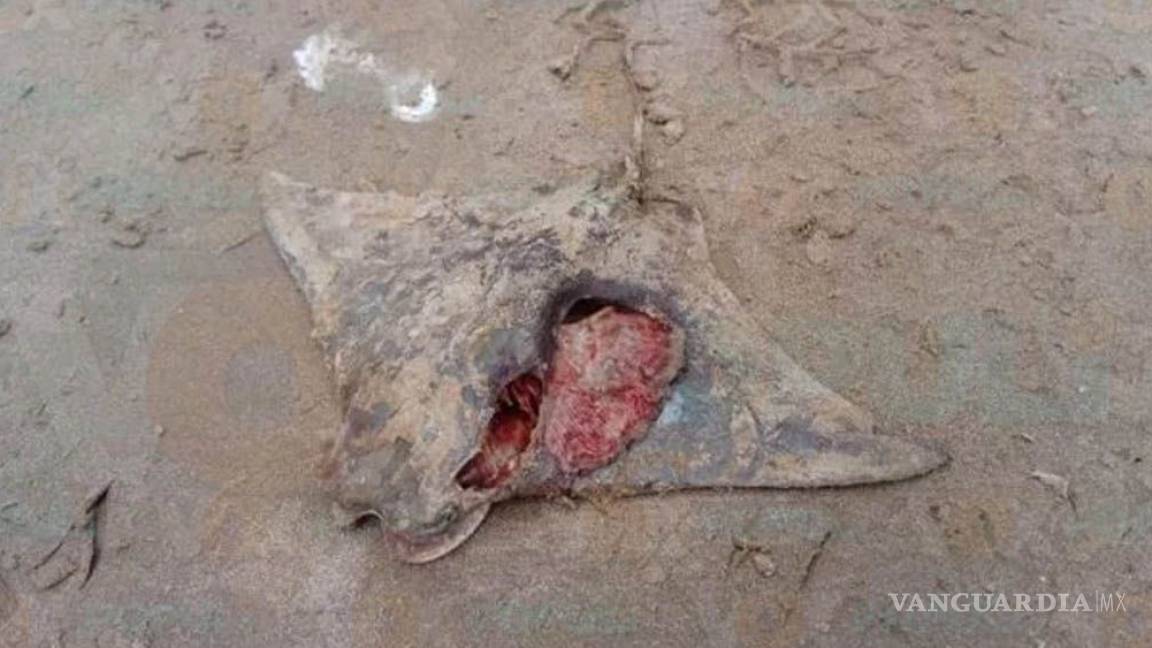 Pescadores encuentran 17 mantarrayas muertas en una playa de Tamaulipas
