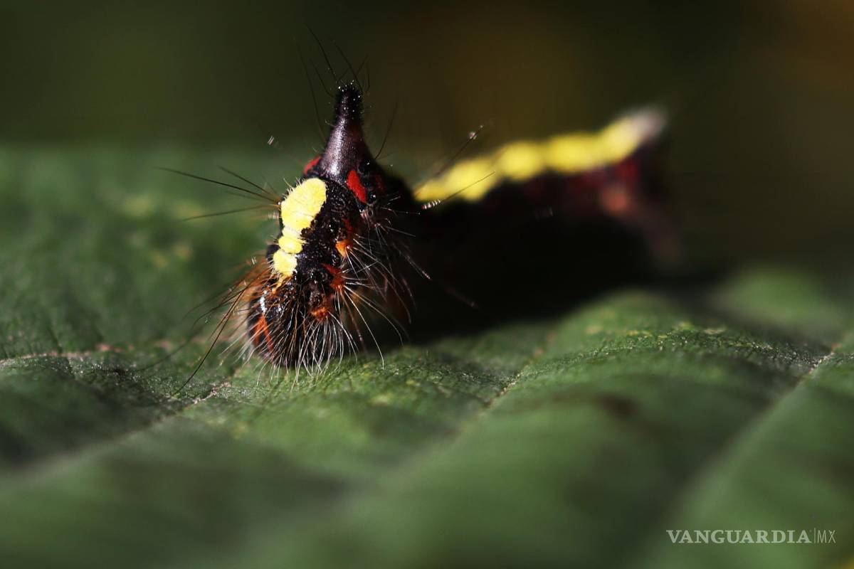 ‘Tiny Forests’, bosques urbanos que buscan ser una solución verde para oxigenar las grandes ciudades