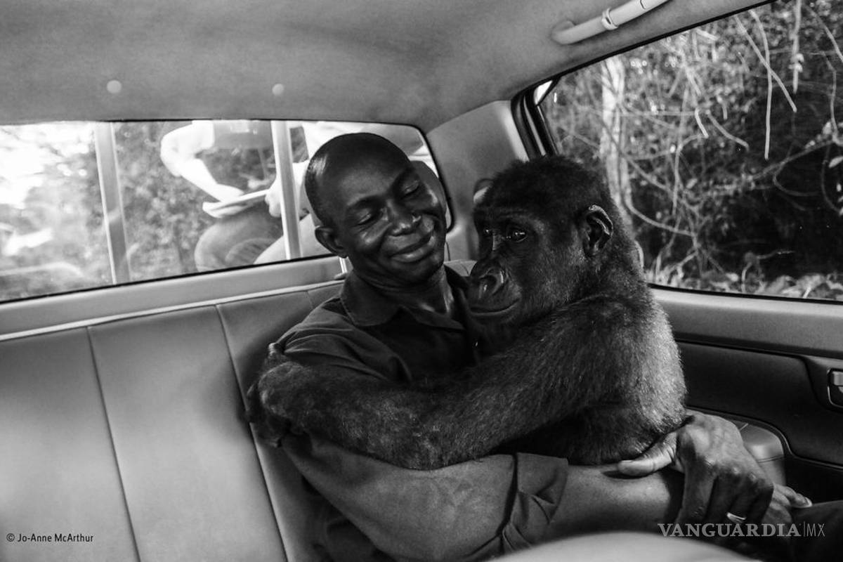 Foto de gorila rescatado del mercado negro es elegida como la mejor del año