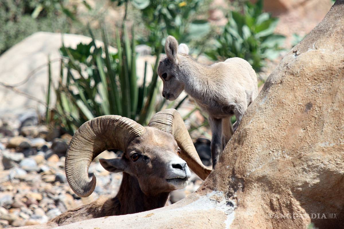 Abrirá Mude ‘zoológico’ en Cuatro Ciénegas