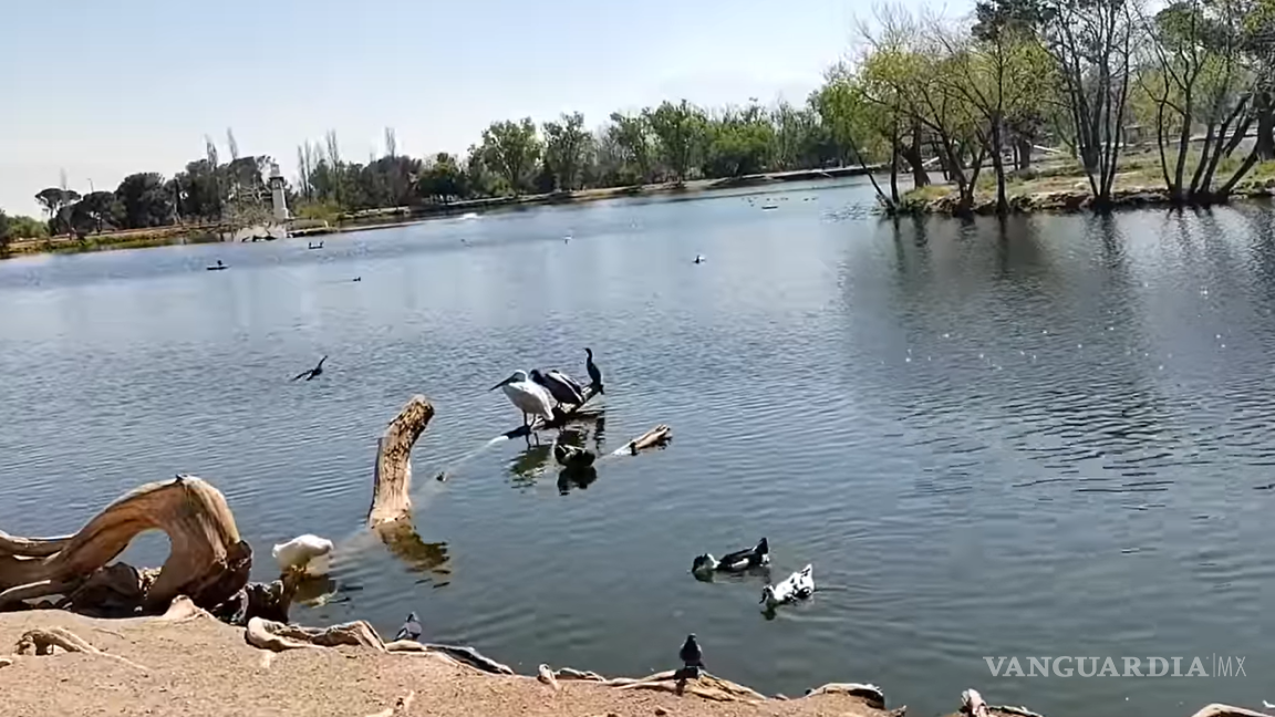Saltillo: por sequía en NL, pelícanos, gansos y patos silvestres viajan a lago de la Ciudad Deportiva