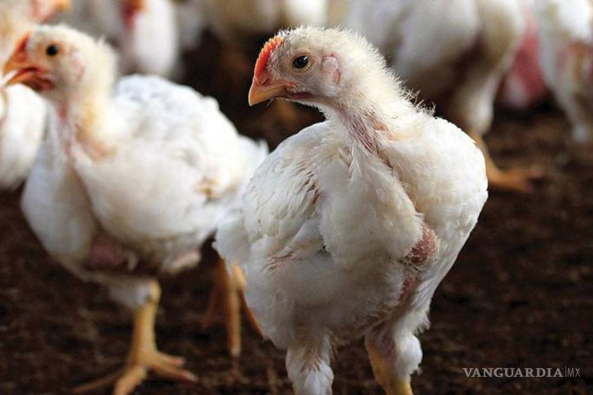Detectan brote de influenza aviar en Aguascalientes, decretan cuarentena para la industria avícola