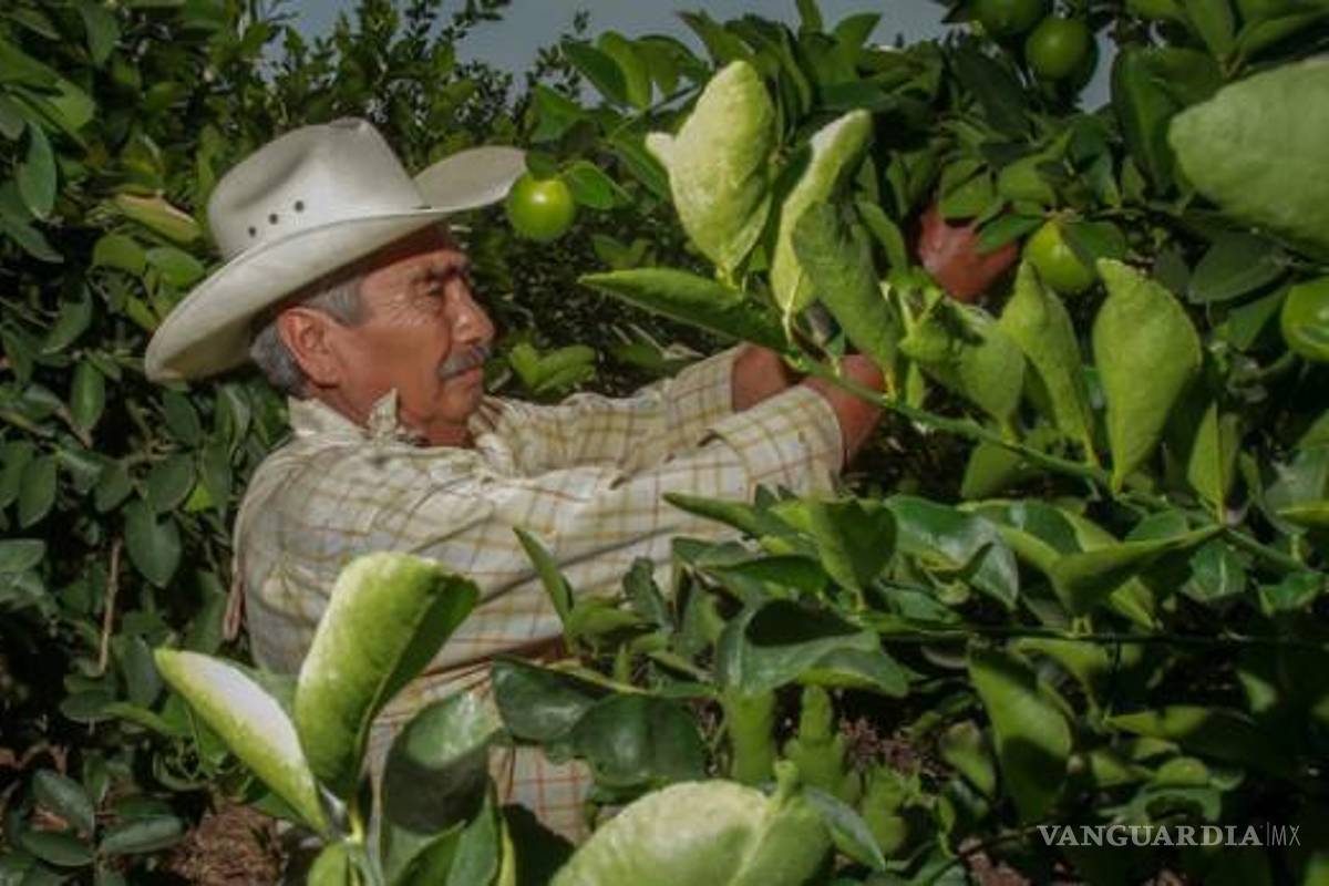 Grupos criminales obtienen casi 4 mmp de productores de limones en Apatzingán