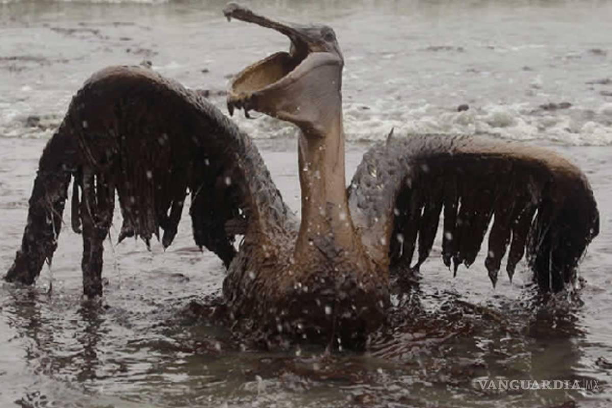 La sociedad civil organizada rumbo a la COP16 en Cancún