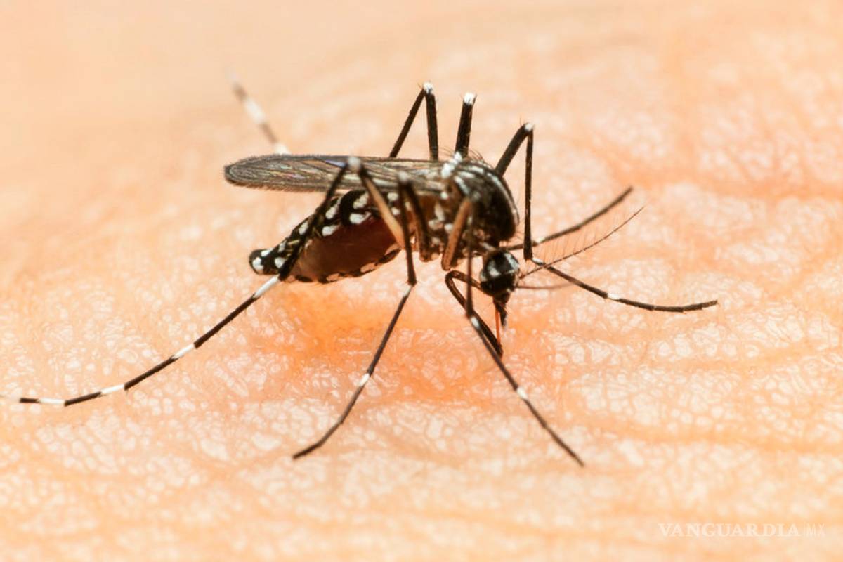 Confirmados en México 34 enfermos por el virus Zika