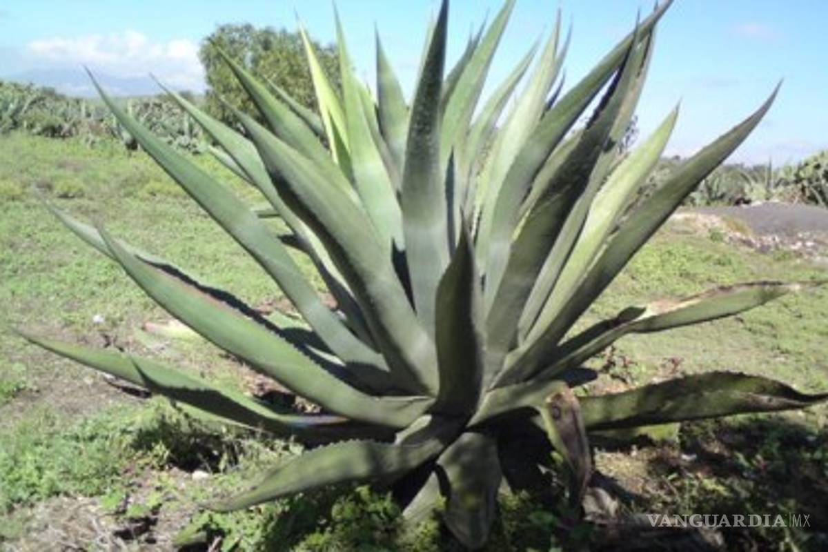 Puro corazón de maguey