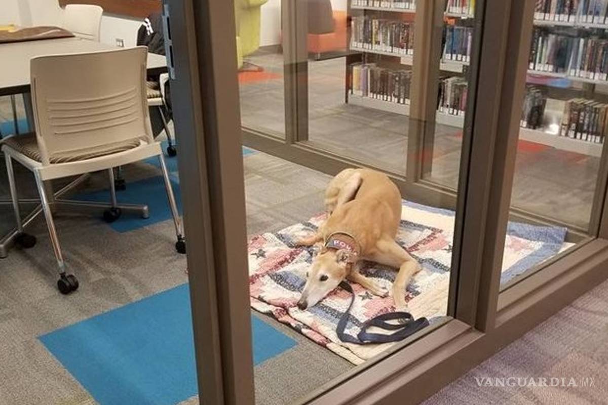 Sting, el perro solitario al que ahora todos quieren leerle libros