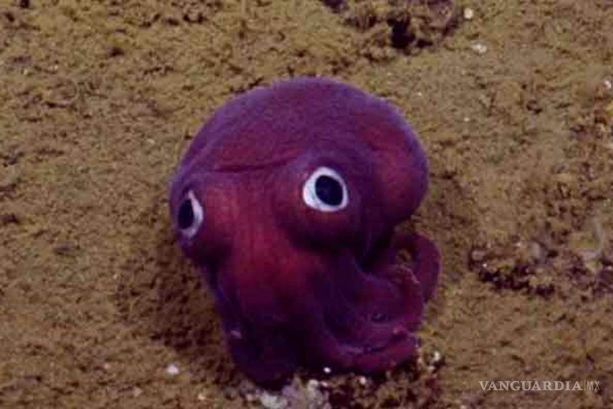 Descubren en las profundidades del mar al “calamar peluche”