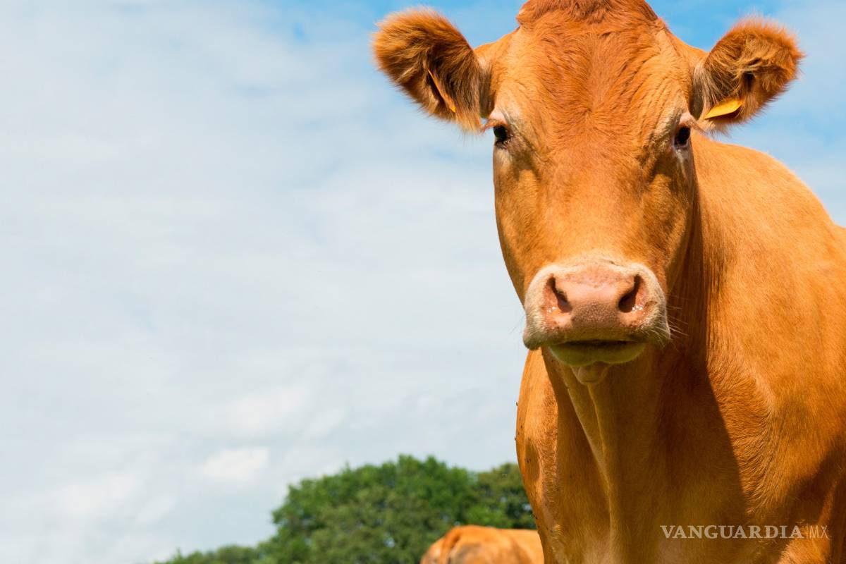 Verifica EU ataques contra tuberculosis bovina